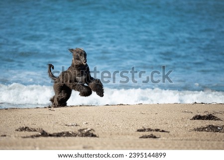 Portrait of Funny Afghan Hound young dog having fun on the beach. Afghan hound puppy running at the seaside Royalty-Free Stock Photo #2395144899