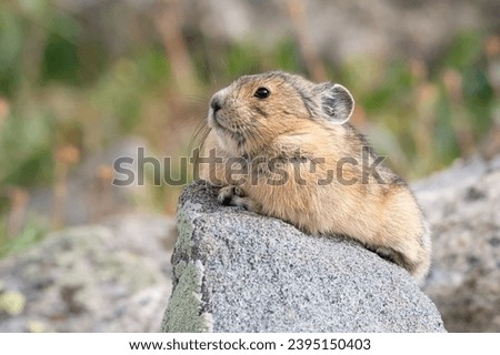 American Pika relaxing on a rock. Royalty-Free Stock Photo #2395150403