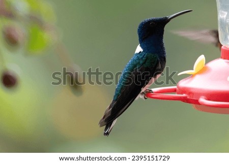 white-necked Jacobin perched in the rainforest