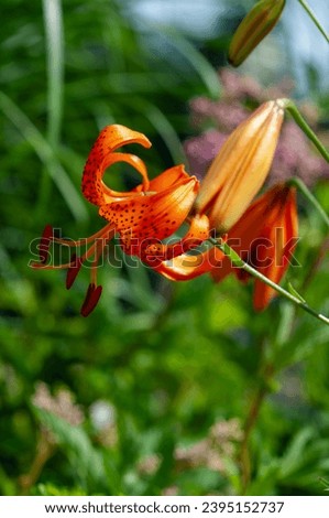 close-up of Lilium lancifolium or "tiger lilies" in bloom in an early summer garden