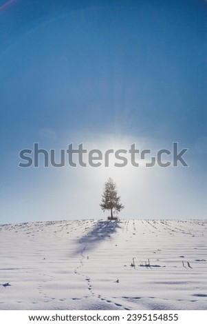 Pine trees standing on a snowy hill and the sun
