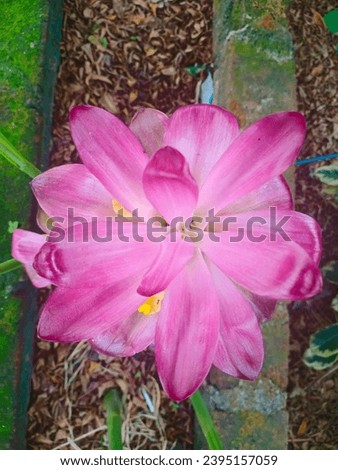 picture the Pink-flowered Curcuma australasica 