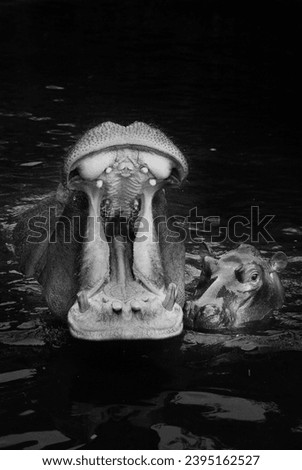 portrait of a female hippo yawning and a baby hippo next to her in black and white format with grainy