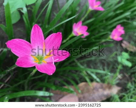 A bunch of pink rain lilies that bloom after the rain