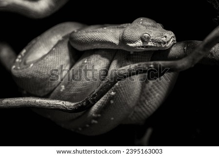 Black and white photo of a snake on a branch.