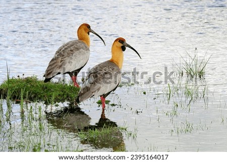 Two Buff-necked ibisses (Theristicus caudatus) are in the water, Lago Roca, National Park Tierra del Fuego, Tierra del Fuego Province, Tierra del Fuego, Argentina Royalty-Free Stock Photo #2395164017