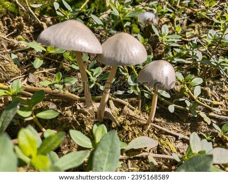 mushrooms that grow wild, but these mushrooms are not edible mushrooms because they are poisonous to humans, if you eat them you can get poisoned Royalty-Free Stock Photo #2395168589