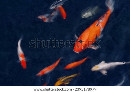 Colorful koi fish in the pond
