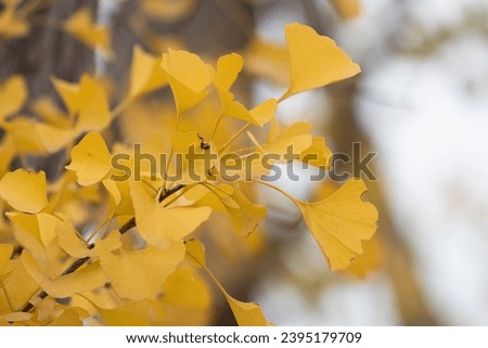 Close up Yellow Gingko leaves in Autumn