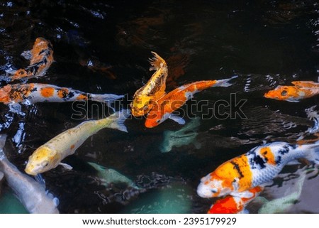 Colorful koi fish in natural water sources. 