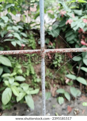 spider web on the fence 