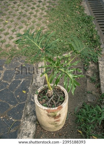 Thaumatophyllum bipinnatifidum common names: split-leaf philodendron,lacy tree philodendron, selloum, horsehead philodendron in a white stone planter or pot at a park in Purwakarta, West Java