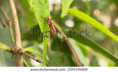 An insect called Dysdercus cingulatus perched on a leaf