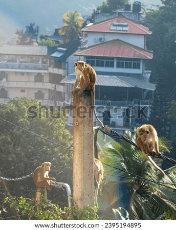 Picture of a group of toque macaque (Macaca sinica) is a reddish-brown-coloured Old World monkey endemic to Sri Lanka 