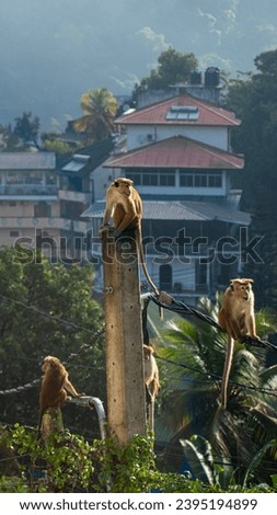 Picture of a group of toque macaque (Macaca sinica) is a reddish-brown-coloured Old World monkey endemic to Sri Lanka 