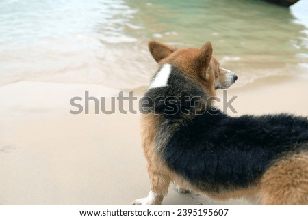 A cute furry dog enjoyed the beach.       