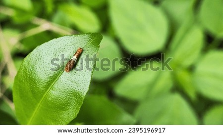 early instar eastern tiger swallowtail caterpillar papilio glucus