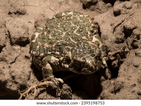 European green toad. Bufotes viridis. An amphibian sits on the ground.