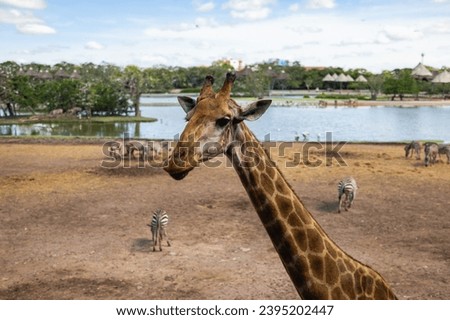 Towering giraffe, gracefully stretching its long neck to the endless sky, majestic epitome of nature's grandeur! Mottled coat blending seamlessly with the savannah's golden hues. beauty of wilderness Royalty-Free Stock Photo #2395202447