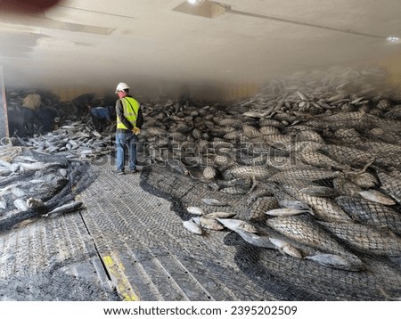 During transshipment frozen Yellowfin and Skipjack tuna inside large net, Loading and unloading from ship to factory. Located in the port area and import, working control, transport cargo concept Royalty-Free Stock Photo #2395202509