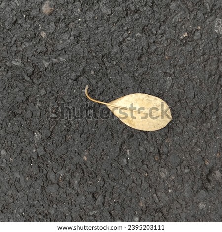 single leaf lay in the street 