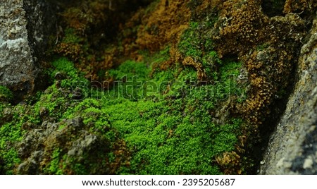 Mossy Stone wall captured using Miniatur effect, making it look like side hill. Macro, close up, miniature photo