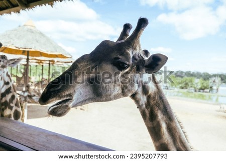 Towering giraffe, gracefully stretching its long neck to the endless sky, majestic epitome of nature's grandeur! Mottled coat blending seamlessly with the savannah's golden hues. beauty of wilderness Royalty-Free Stock Photo #2395207793