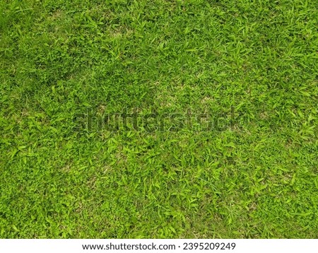 layout from grass. nature concept 