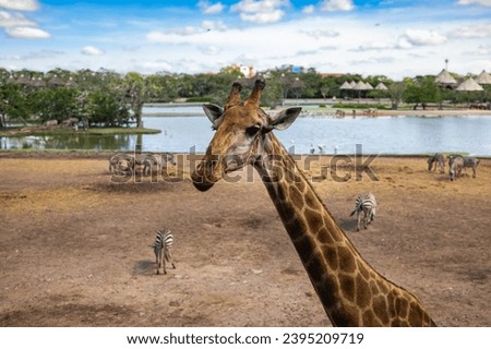 Towering giraffe, gracefully stretching its long neck to the endless sky, majestic epitome of nature's grandeur! Mottled coat blending seamlessly with the savannah's golden hues. beauty of wilderness Royalty-Free Stock Photo #2395209719