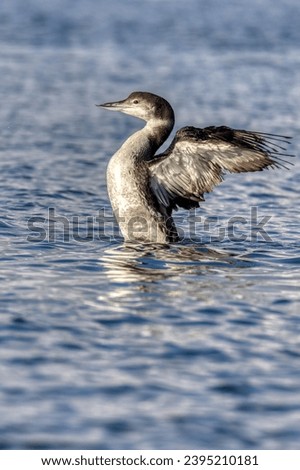 common loon flapping wings in water