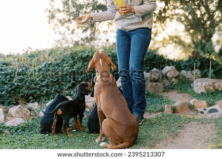 Woman feeding dry food to mother dog and puppies in park. Cropped. Faceless Royalty-Free Stock Photo #2395213307