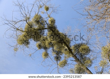 Trees covered with the mistletoe parasite in early spring in sunny clear weather, blue sky and a large number of trees growing in the spring park with the white mistletoe parasite