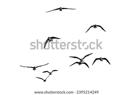 Flock of flying birds on a white background for decorating projects.