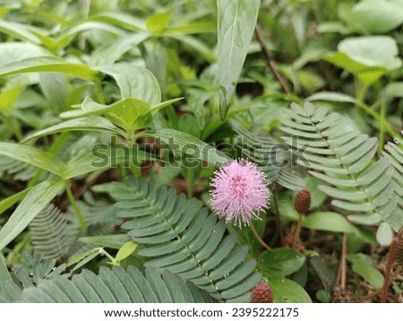 photo of flowering green wild plants in the garden yard