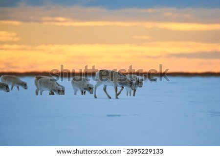 Saiga antelope grazing in the steppe. Saiga antelope or Saiga tatarica. The saiga antelope is a large herbivore of Central Asia, found in Kazakhstan, Mongolia, the Russian Federation. Royalty-Free Stock Photo #2395229133