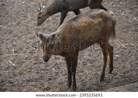 Roe deer standing in the field, deer breeding place in the park