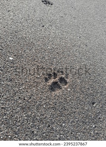 shining beach sand and cat footprints