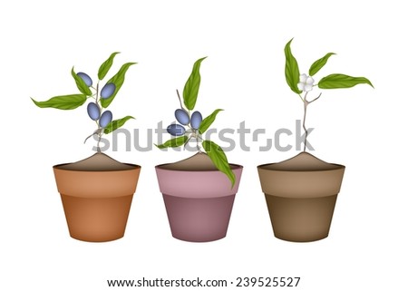 Fruit, Illustration of Three China Olives with Leaves and Blossom Hanging on Tree Branch in Terracotta Flower Pots for Garden Decoration. 