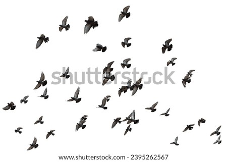 bird, fly, silhouette, group, flock