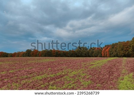 Color autumn landscape, field, forest and dramatic blue sky with clouds, horizon