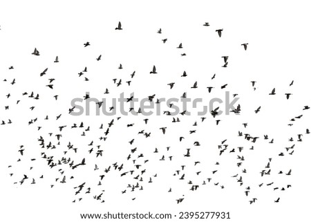 bird, fly, silhouette, group, flock