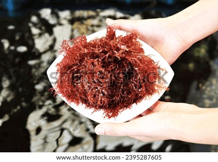Close up picture of red seaweed (Branched halymenia) on white plate in cultivation farming. Halymenia durvillei is red algae distributed along coasts of Southeast Asian,It is a product for food.