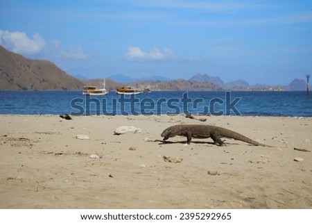 A majestic Komodo dragon strolling along the sandy beach, with a backdrop of blue sea, a ship, and hills in the Komodo National Park, Nusa Tenggara Timur, Indonesia.