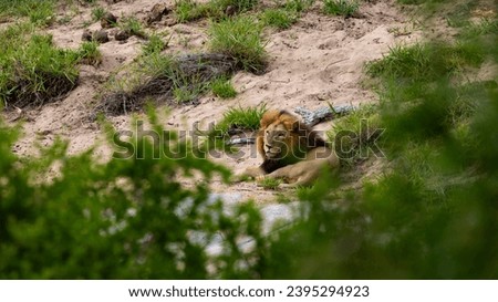 a big mature male lion in a dry riverbed