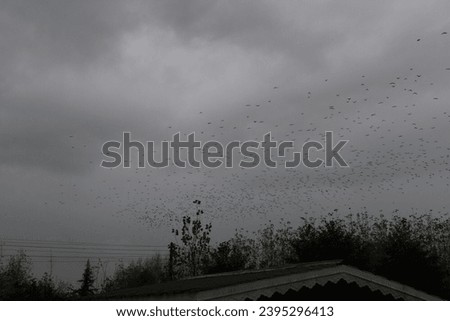 flock of birds flying in the sky crows. chaos of death concept. group of birds flying in the sky. black crows in a group circling against the sky. migration movement fly of birds from warm countries