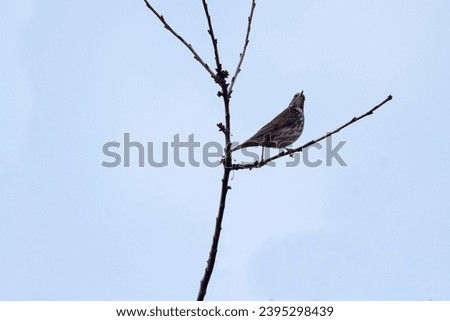 Redwing  (Turdus iliacus) perched on a branch with red berrys