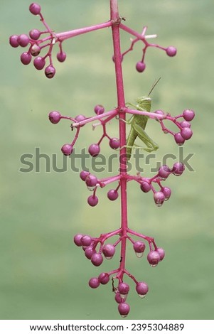 A young green grasshopper is eating pink showy Asian grapes.