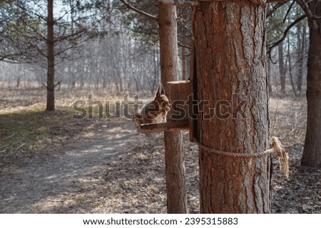 Red squirrel sits on a tree in the forest and eats from a feeder. Close-up of an isolated wild squirrel feeds on seeds in pine forest in spring or autumn, horizontal photo.