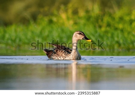 "Indian spot-billed duck gracefully swimming on tranquil water. Serene wildlife moment."