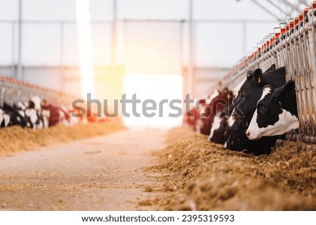 Portrait Holstein Cows in modern farm livestock animal with sunlight. Concept agriculture industry of cattle in barn. Royalty-Free Stock Photo #2395319593